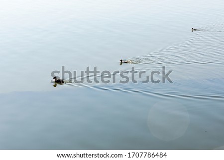 Similar – duck ice skating Water