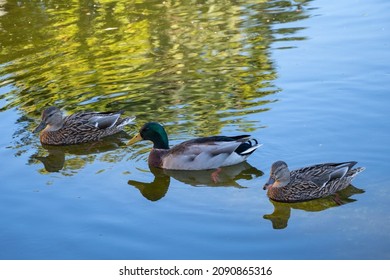 3 ducks in a row Images, Stock Photos & Vectors | Shutterstock