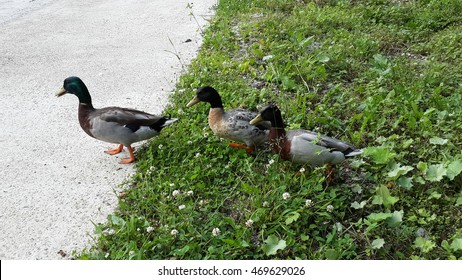 Three ducks cross the road