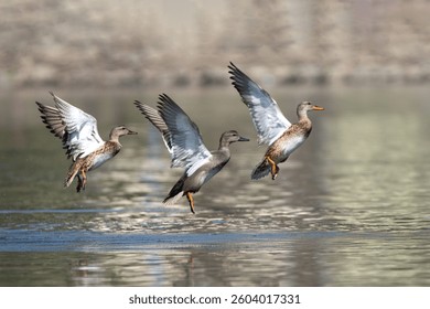 Three ducks gracefully taking flight over a calm lake with blurred background.