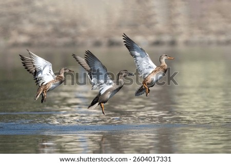 Three ducks gracefully taking flight over a calm lake with blurred background.