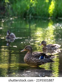 Three Ducks In The Pond 