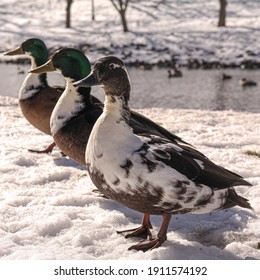 Three Ducks In A Row