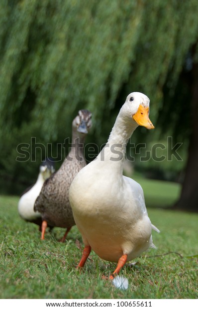 Three Ducks Row Two White Ducks Stock Photo (Edit Now) 100655611