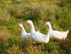 Three Ducks In A Row. Three White Ducks On The Wild Grass