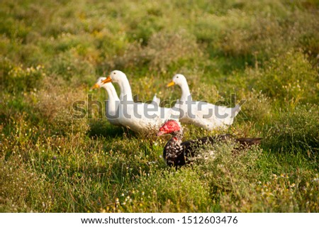 Three ducks in a row. Three white ducks on the wild grass.