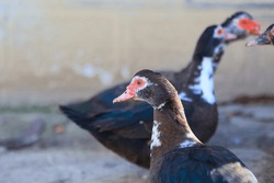 Three Ducks Are Standing In A Dirt Area. One Of The Ducks Has A Red Beak. The Ducks Are All Brown And White
