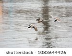 Three ducks taking off from the river. Landscape.