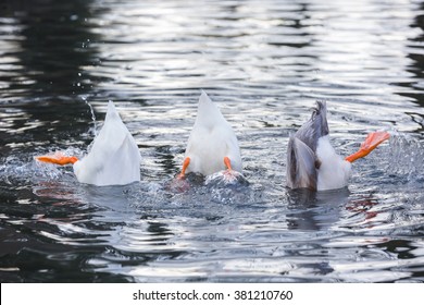 321 Duck Ass Images, Stock Photos & Vectors | Shutterstock