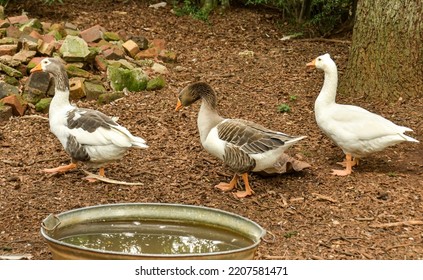 Three Ducks Walking In A Row On A Farm