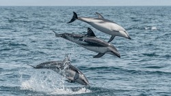 Three Dusky Dolphins Jump Simultaneously At Three Different Heights, The Background Is Almost Blue Sea, The Horizon Is On The Top Of The Frame