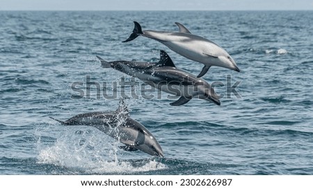 three dusky dolphins jump simultaneously at three different heights, the background is almost blue sea, the horizon is on the top of the frame