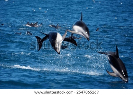 Three Dusky dolphins jumping out of the water			