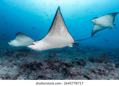Three Eagle rays at Cousin’s Rock, Galápagos Islands