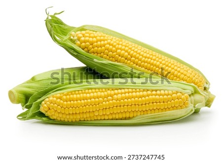Three ear of corn isolated on a white background