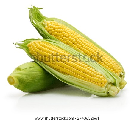 Three ear of corn isolated on a white background