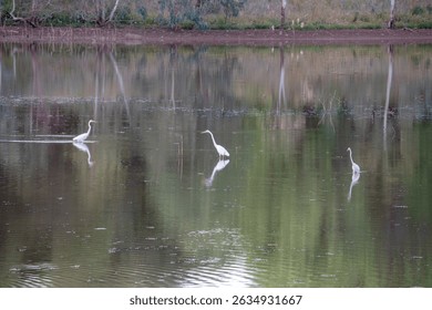 Three eastern great egret (ardea alba modesta) wading in reservoir at sunset, Cobar, NSW