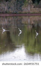 Three eastern great egret (ardea alba modesta) wading in reservoir at sunset, Cobar, NSW