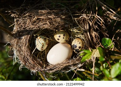 Three eggs and one big one in a bird's nest. The concept of the cuckoo's nest. Planted someone else's. - Powered by Shutterstock