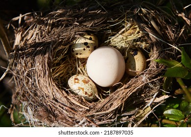 Three eggs and one big one in a bird's nest. The concept of the cuckoo's nest. Planted someone else's. - Powered by Shutterstock