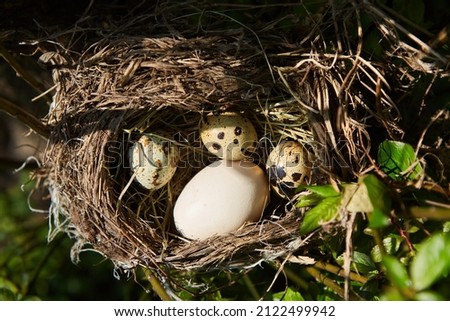 Three eggs and one big one in a bird's nest. The concept of the cuckoo's nest. Planted someone else's.