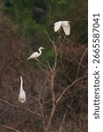 Three egrets in a Marsh
