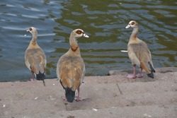 Three Egyptian Geese On A Stone Staircase