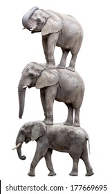 Three Elephants. 