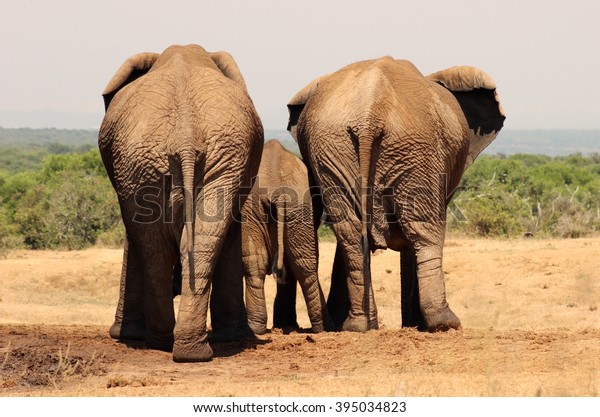 Three elephants display their rear ends having\
quenched their thirst at a waterhole at Addo Elephant Park in the\
Eastern Cape, South\
Africa.