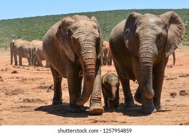 three elephants walking