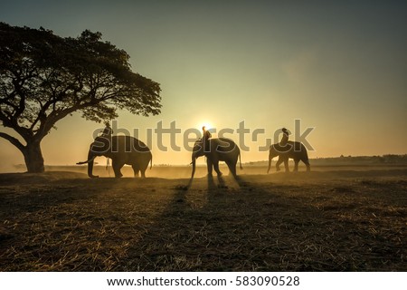 Three elephants walking the rope to a tree during a sunrise silhouette.