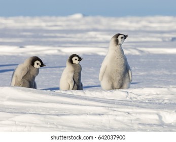 Three Emperor Penguin Chicks Stock Photo 642037900 | Shutterstock