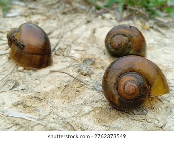 Three Empty Golden Apple Snail Shells on Dry Sandy Soil.