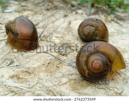 Three Empty Golden Apple Snail Shells on Dry Sandy Soil.