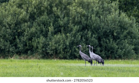Three Eurasian cranes standing gracefully in a lush green meadow with a dense treeline in Bialowieza Forest, showcasing natural wildlife habitat
