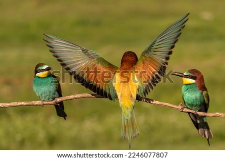 Three European bee-eater, Merops apiaster, sitting on a stick, one is flying in for landing, spreading his wings, in nice warm morning light, Csongrad, Hungary