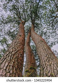Three evergreen trunks