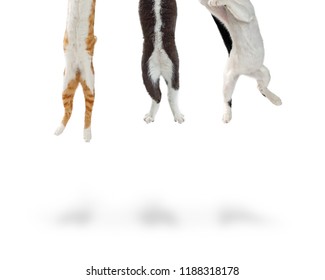 Three excited cats jumping up out of frame with only hind legs and torsos visible - Shutterstock ID 1188318178