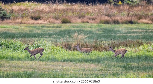 Three Fallow Deer running through a field of long grass and rushes in the Dorset countryside, UK in August 2025