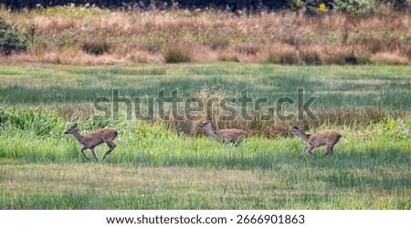 Three Fallow Deer running through a field of long grass and rushes in the Dorset countryside, UK in August 2025