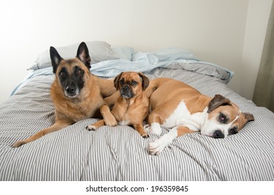 Three Dogs High Res Stock Images Shutterstock