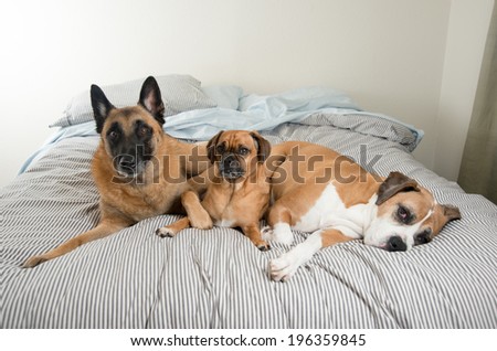 Three Fawn Colored Dogs Sleeping on Owner's Bed While No One Seeing 