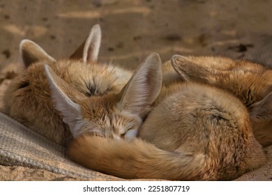 Three Fennec fox sleeping together - Powered by Shutterstock