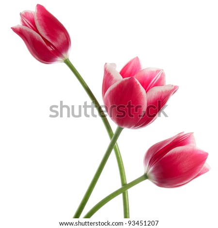 Similar – Image, Stock Photo three tulips Tulip blossom