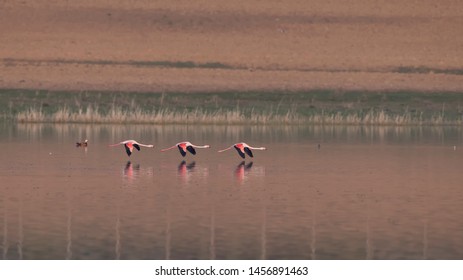 The Three Flamingos Are Flying In Close Sync To The Water. Synchronized Flight.