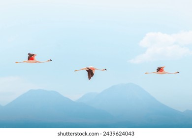Three flamingos flying with the mountains in the background - Powered by Shutterstock