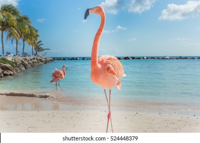 Three flamingos on the beach - Powered by Shutterstock