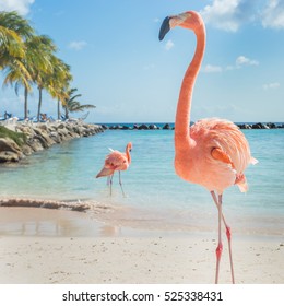 Three Flamingos On The Beach