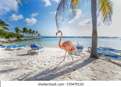 Three Flamingos On The Beach