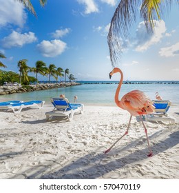 Three Flamingos On The Beach. Aruba Island